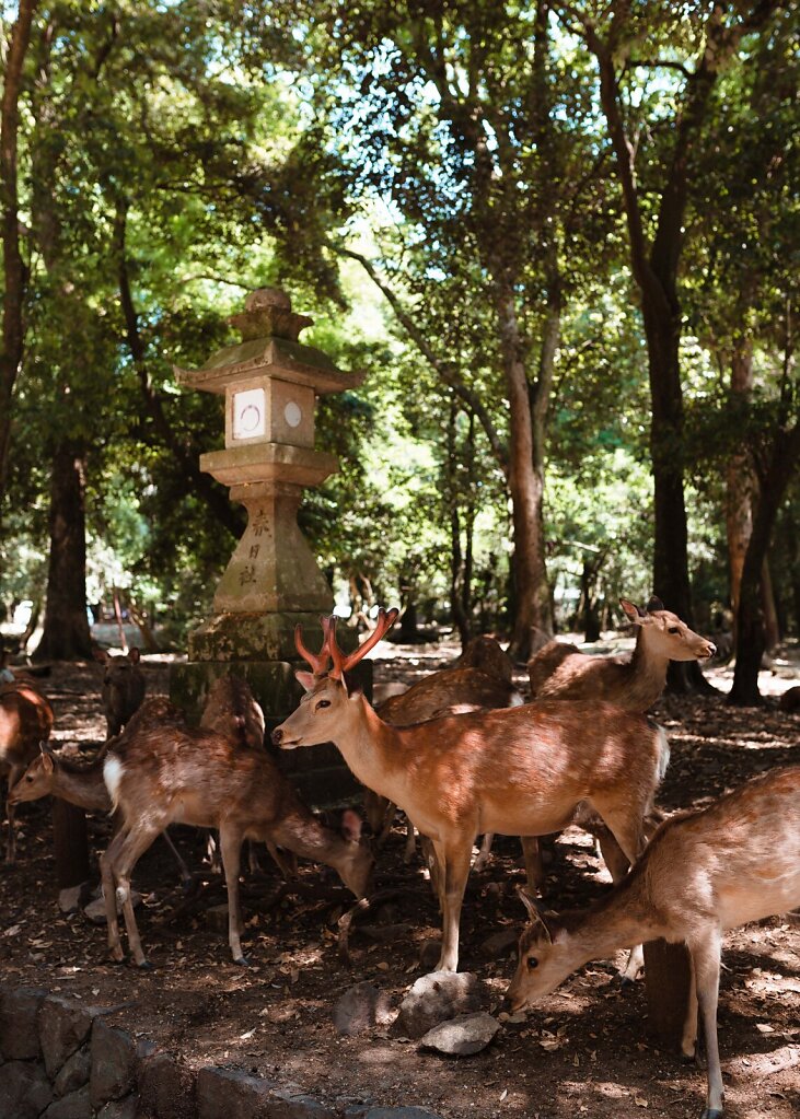 Nara Park